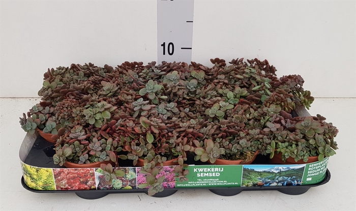 <h4>Sedum cyaneum 'Rosenteppich'</h4>
