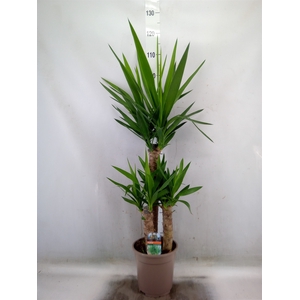Yucca   ...