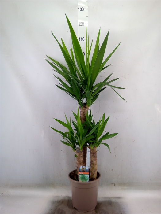 <h4>Yucca   ...</h4>