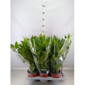 Fatsia japonica   ...