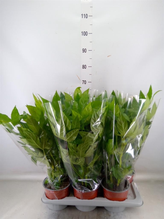 <h4>Fatsia japonica   ...</h4>