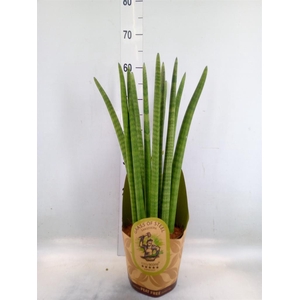 Sansevieria cyl.  ...
