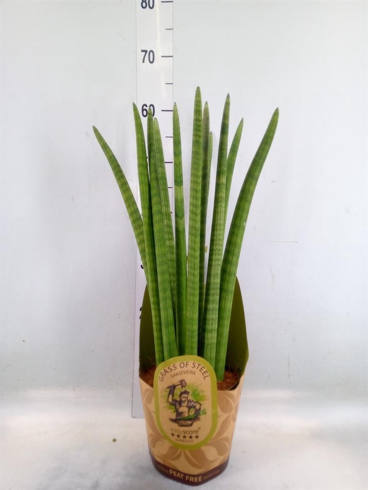 <h4>Sansevieria cyl. ...</h4>