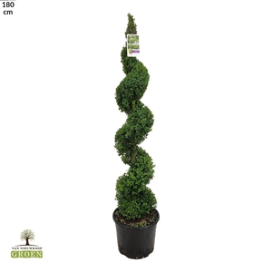 Buxus sempervirens Spiraal 140-160