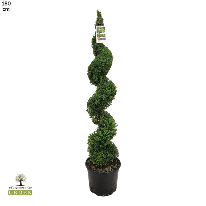<h4>Buxus sempervirens Spiraal 140-160</h4>