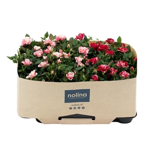 Nolina Roses Ø 7 cm. Mix Gigi/Piia Traykraag