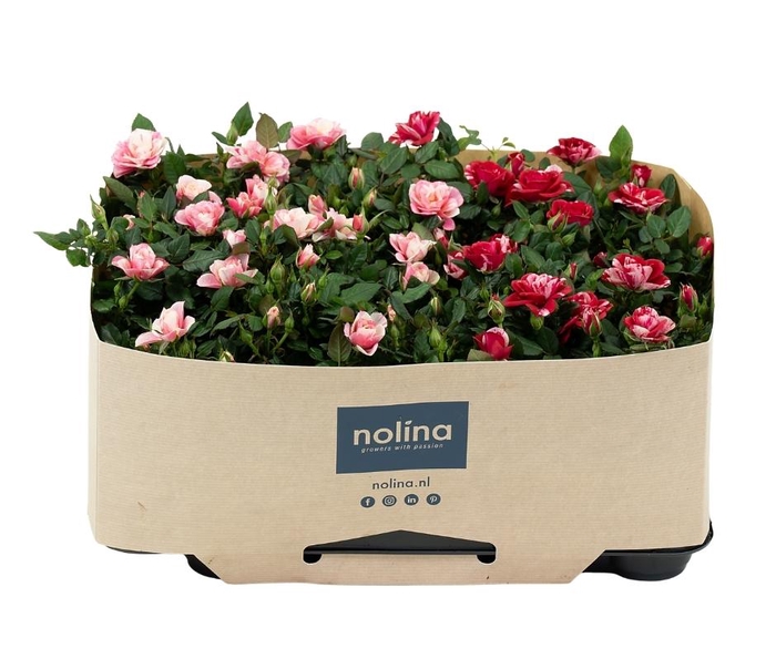 <h4>Nolina Roses Ø 7 cm. Mix Gigi/Piia Traykraag</h4>