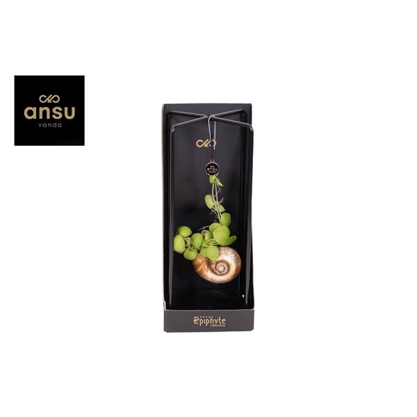 <h4>Epiphyte Collection - Dischidia</h4>