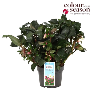Helleborus Angel Glow