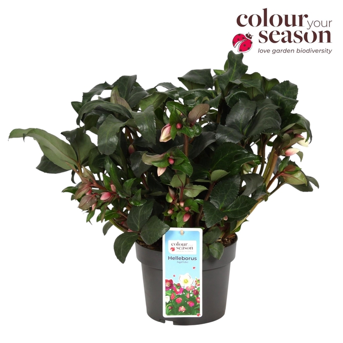 <h4>Helleborus Angel Glow</h4>