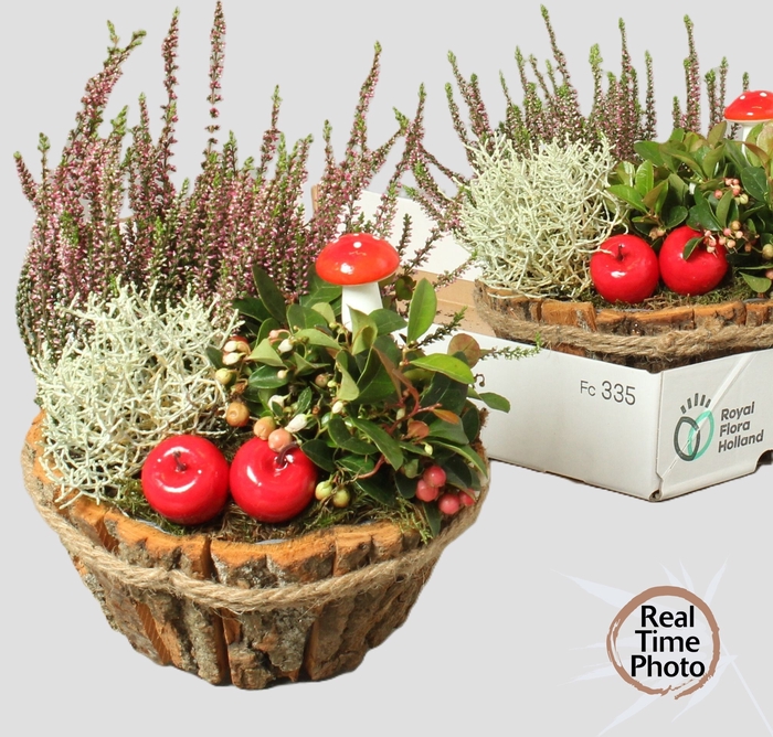 <h4>ARR TUINPLANTEN</h4>