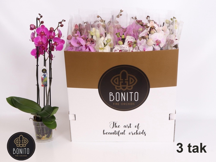 <h4>PHAL GEM 5 KL</h4>