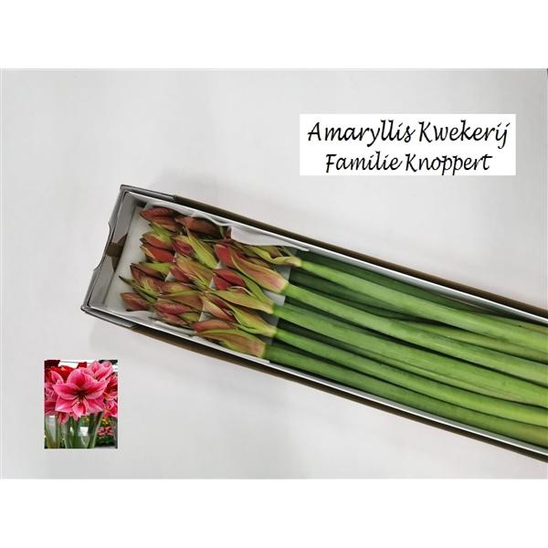 <h4>HIPP GA GERVASE 15</h4>