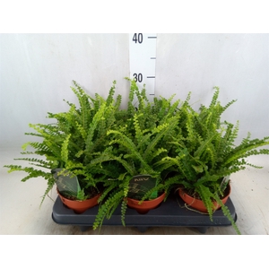 Nephrolepis cord. 'Duffii'