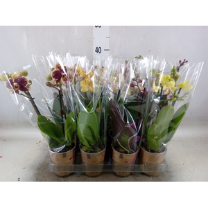 Phalaenopsis   ...mix