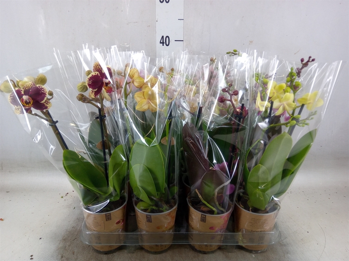 <h4>Phalaenopsis   ...mix</h4>
