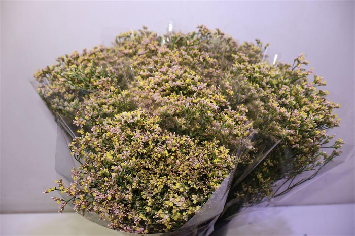 <h4>Lim Sin Sen Nectarin X10</h4>