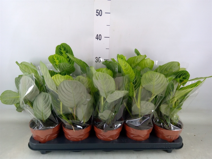 <h4>Maranta leuc. 'Lemon'</h4>