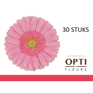 GE GR GLOSSY-Doosx30