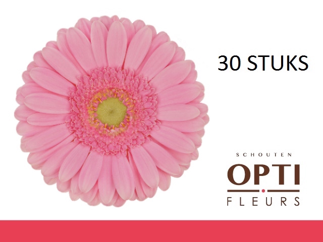 <h4>GE GR GLOSSY-Doosx30</h4>