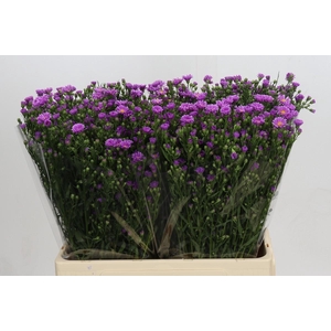 Aster Casarosa