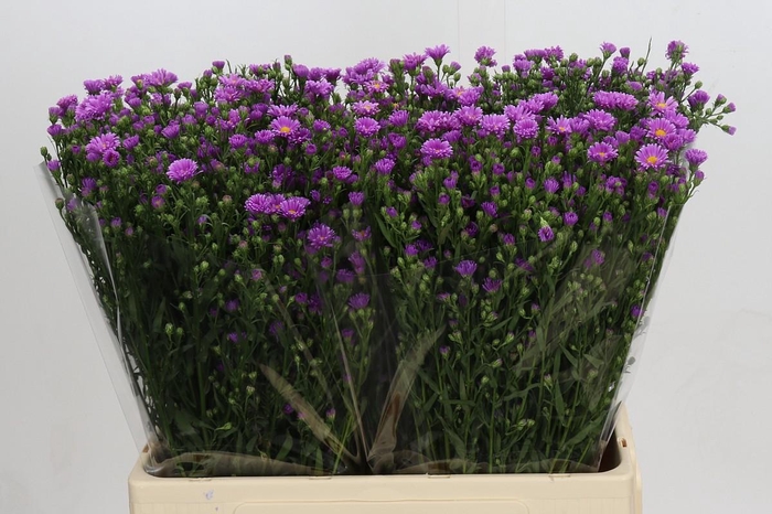 <h4>Aster Casarosa</h4>