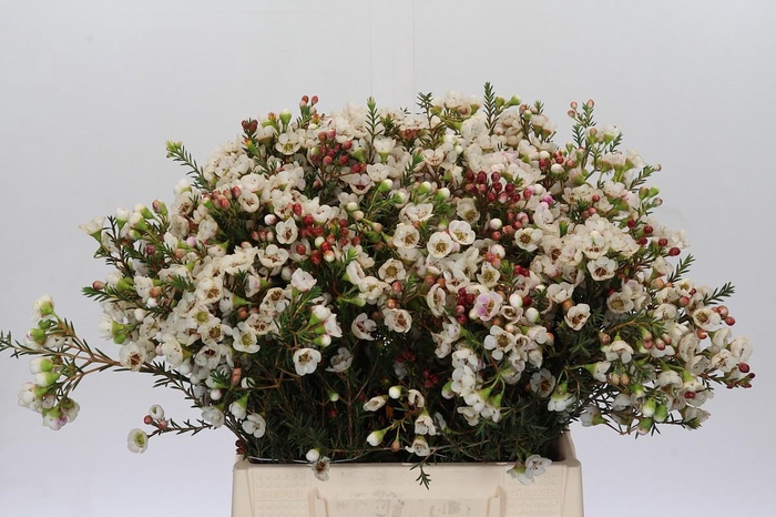 <h4>Chamelaucium Moonlight Delight</h4>