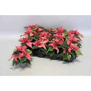 Poinsettia 6  cm Christmas Feelings® Pink 2/4 kopper
