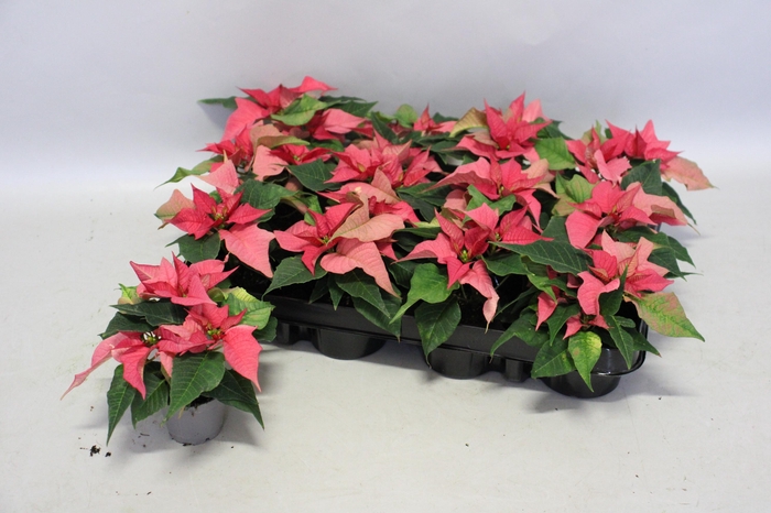 <h4>Poinsettia 6 cm Christmas Feelings® Pink 2/4 kopper</h4>