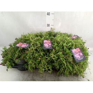 Delosperma coop. 'JewDesert'  ..mix