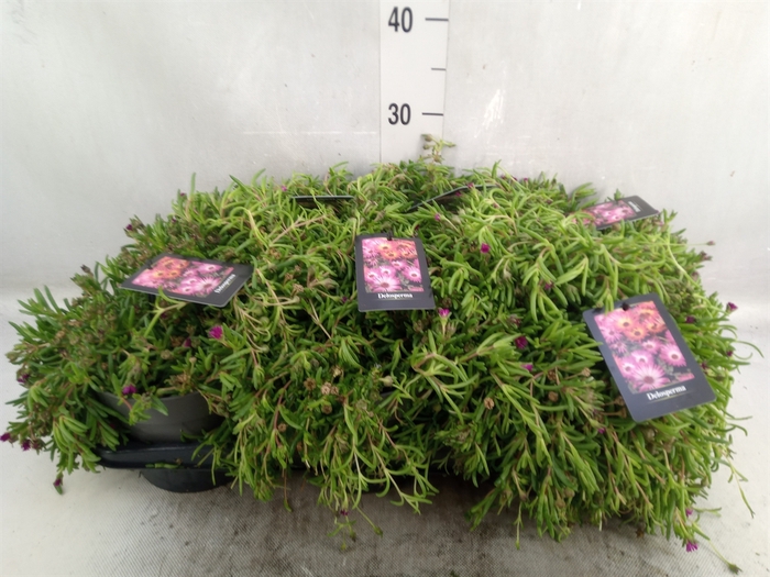 <h4>Delosperma coop. 'JewDesert'  ..mix</h4>