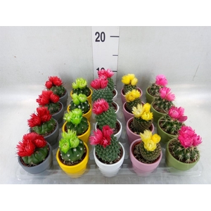 Cactus   ...decorated