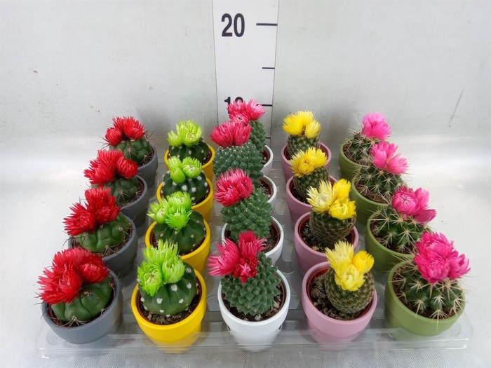 <h4>Cactus ...decorated</h4>