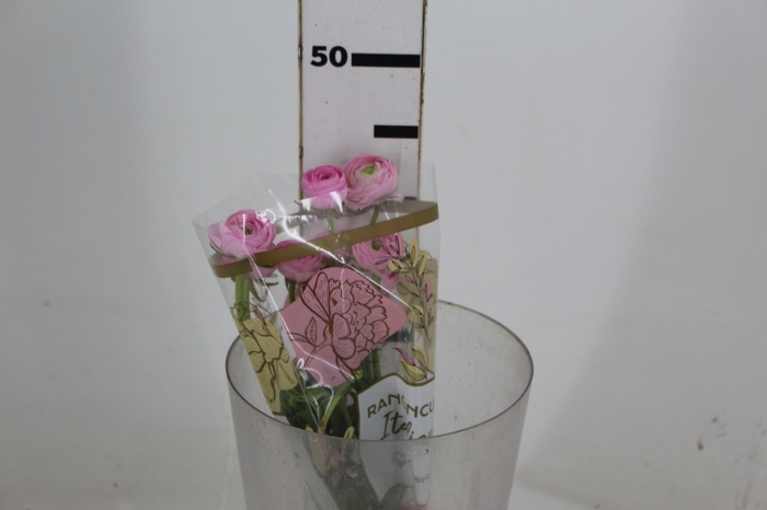 <h4>RANUN. ELEGANCE ROSA 030 CM ROSA CLARO</h4>