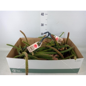 Cactus   ...hangingplants