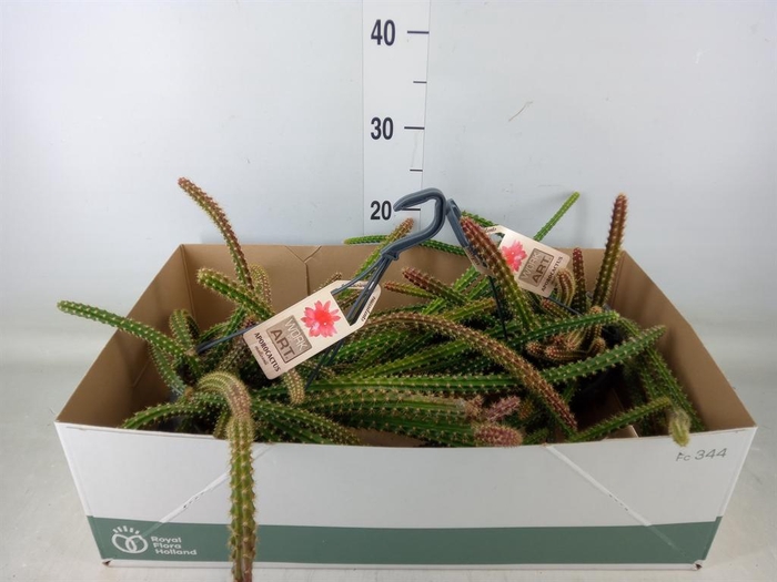 <h4>Cactus   ...hangingplants</h4>