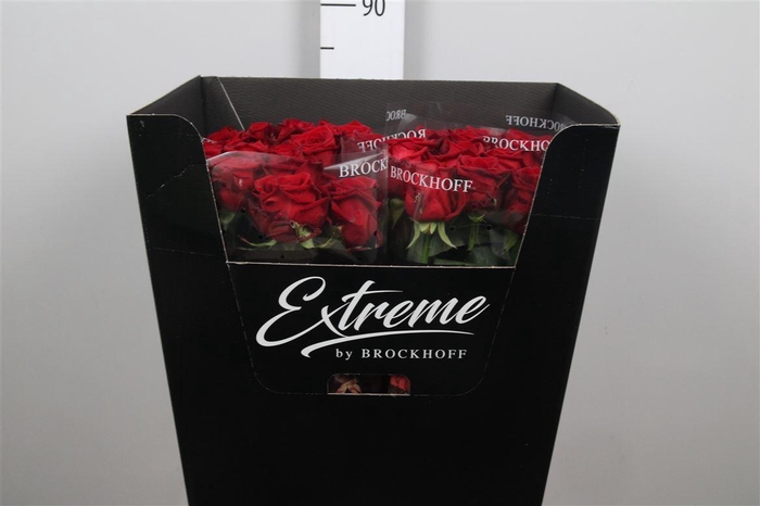 <h4>R Gr Red Naomi!</h4>