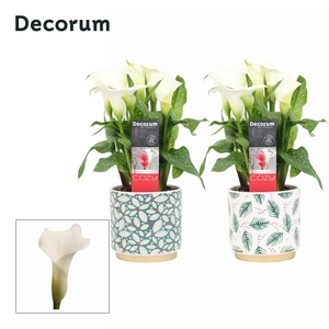 Zantedeschia (Calla) Wit in Ompot Saar KERST (Decorum)