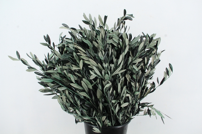 <h4>PF OLIVE BS 150GR</h4>