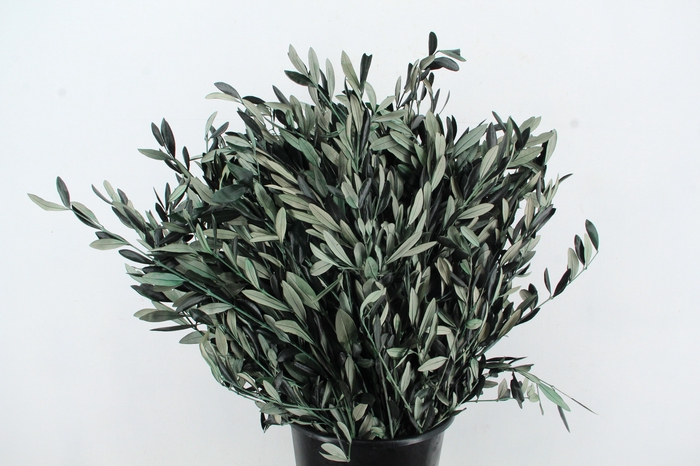 <h4>PF OLIVE BS 150GR</h4>