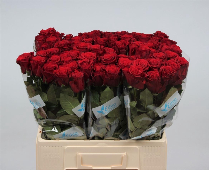 <h4>R Gr Upper Class</h4>