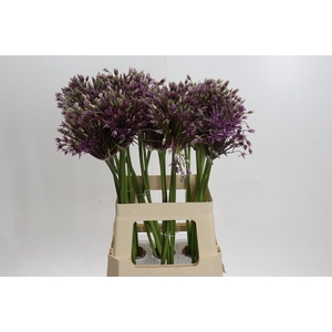 Allium Mercurius