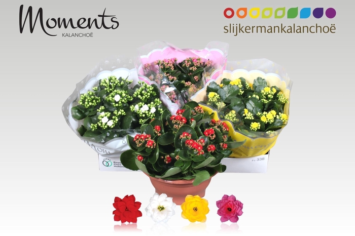 <h4>KAL GE GEM 4 KL</h4>