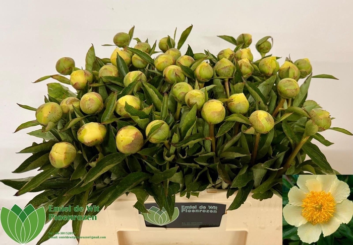 <h4>PAEO CLAIRE DE LUNE</h4>