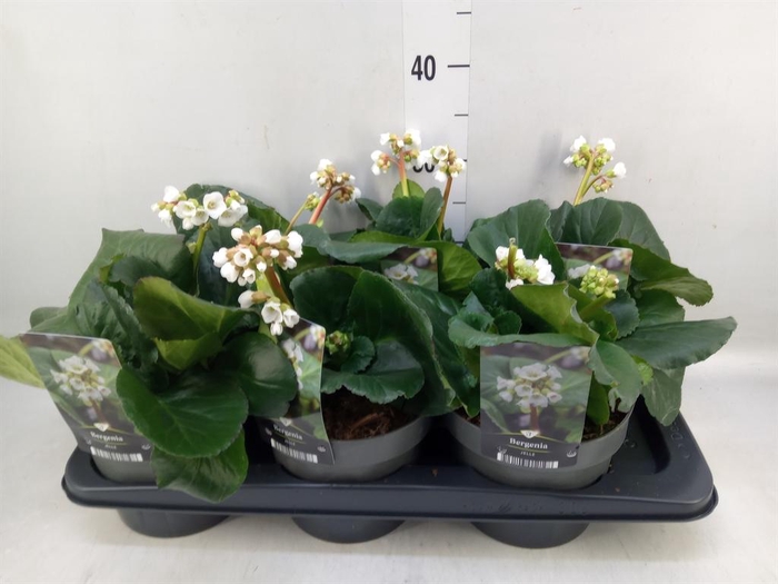 <h4>Bergenia   ...</h4>