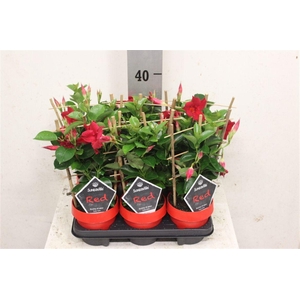 Mandevilla Sundaville Red