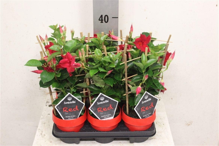 <h4>Mandevilla Sundaville Red</h4>