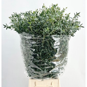 Leaf eucalyptus parvifolia per bunch