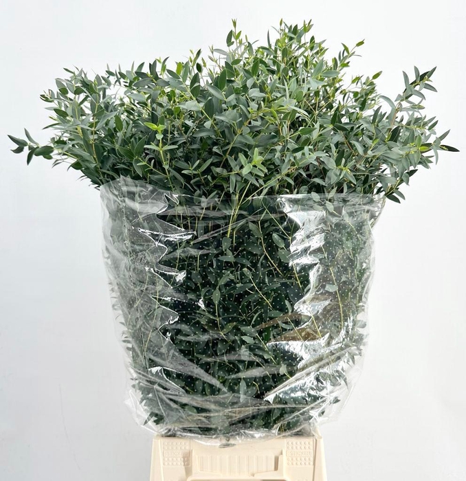 <h4>Leaf eucalyptus parvifolia per bunch</h4>