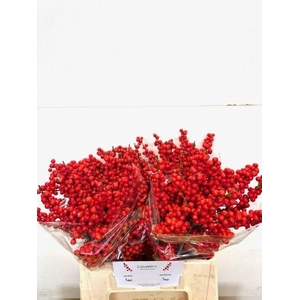 Ilex vert Magical Supreme Red L4